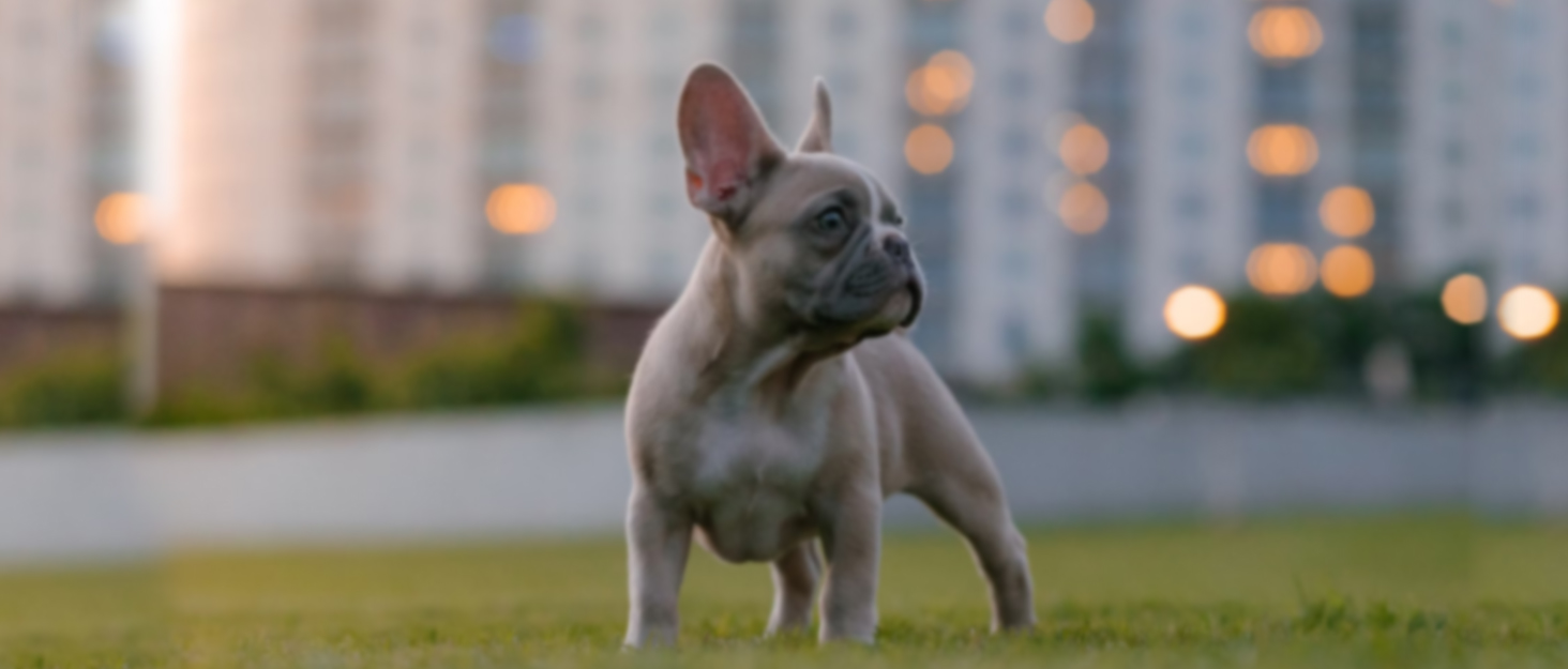 Нашийник для собак з повідком, безпечний нашийник від виривання, анти-тяговий нашийник з ручкою та світловідбиваючими елементами, легкий, регульований нашийник для середніх собак (Чорний, XS). Дуже маленький, чорний