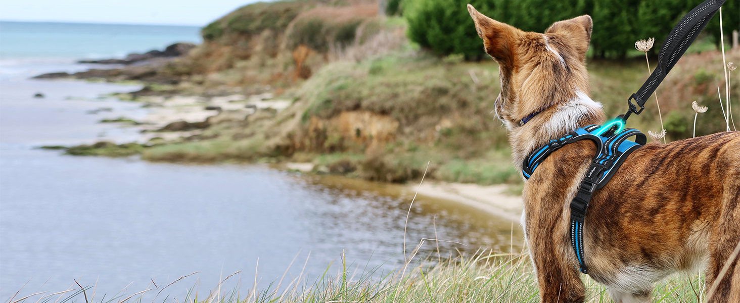 Нашийник для собак Rabbitgoo, великі породи, регульований, проти тяги, з ручкою, м'який, світловідбиваючий, блакитний, L (XL, 1 шт.)