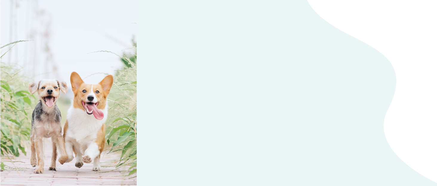 Турботнапування для собак: портативна пляшка з водою 550 мл + 100 мл, BPA-free, витокозахисна, для подорожей, біла