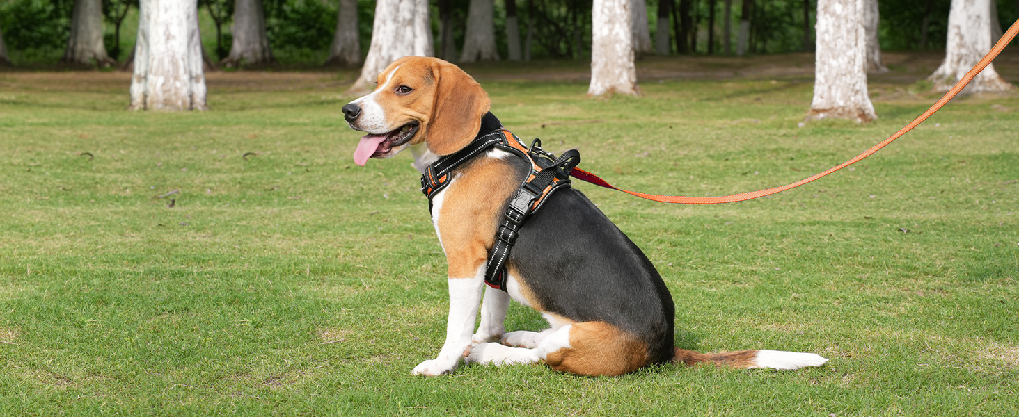 Світловідбиваючий нашийник для собак Joytale з підзарядкою, без натягування, з ручкою, для нічних прогулянок, чорно-синій, M (XL, 1 шт.), помаранчевий