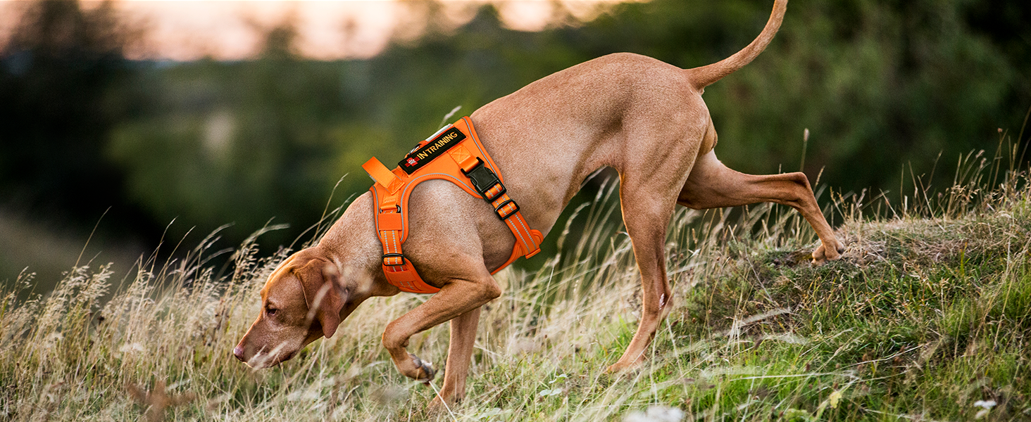 Нашийник для собак Rabbitgoo середнього розміру, анти-тяга, регульований з ручкою, міцний, тактичний, з металевими пряжками, для прогулянок (M, Оранжевий)