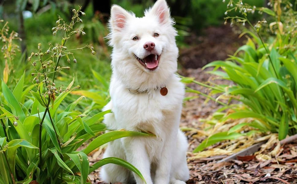 Іграшка для собак Dingo з овечої шерсті з банджі-ручкою, апорт для тренування та перетягування, чорна ручка