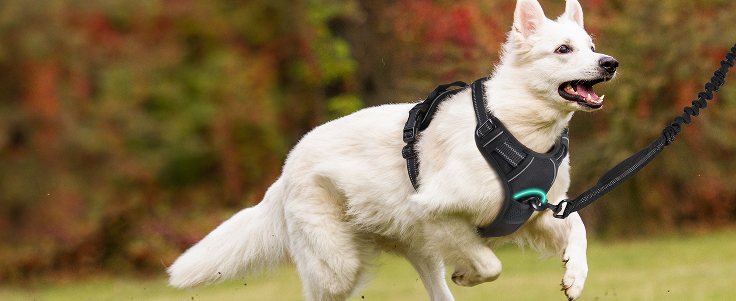 Нашийник для собак Rabbitgoo середнього розміру, анти-тяга, регульований, чорний, S (1 шт.)