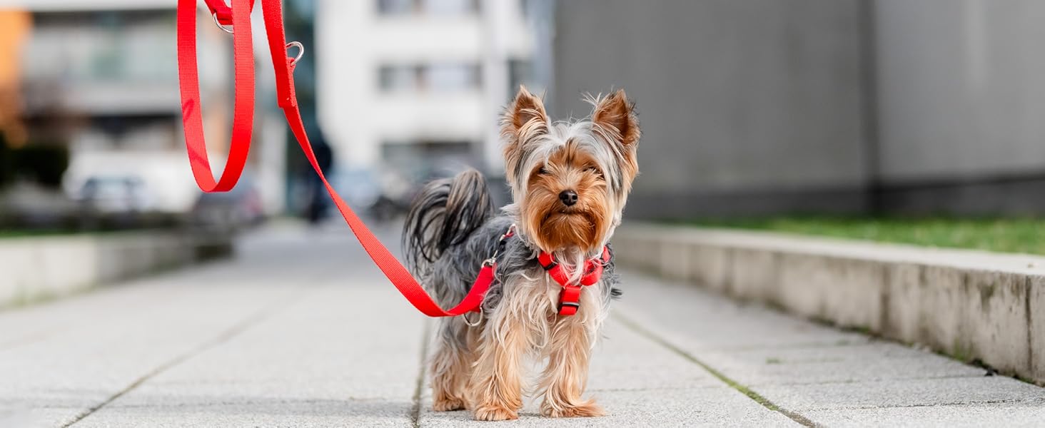 Шлейка для собак Chaba Guard середнього розміру, контрольована, протисмикова, регульована, комфортна та легка, класична Step-in, для прогулянок, розмір L, колір Морський