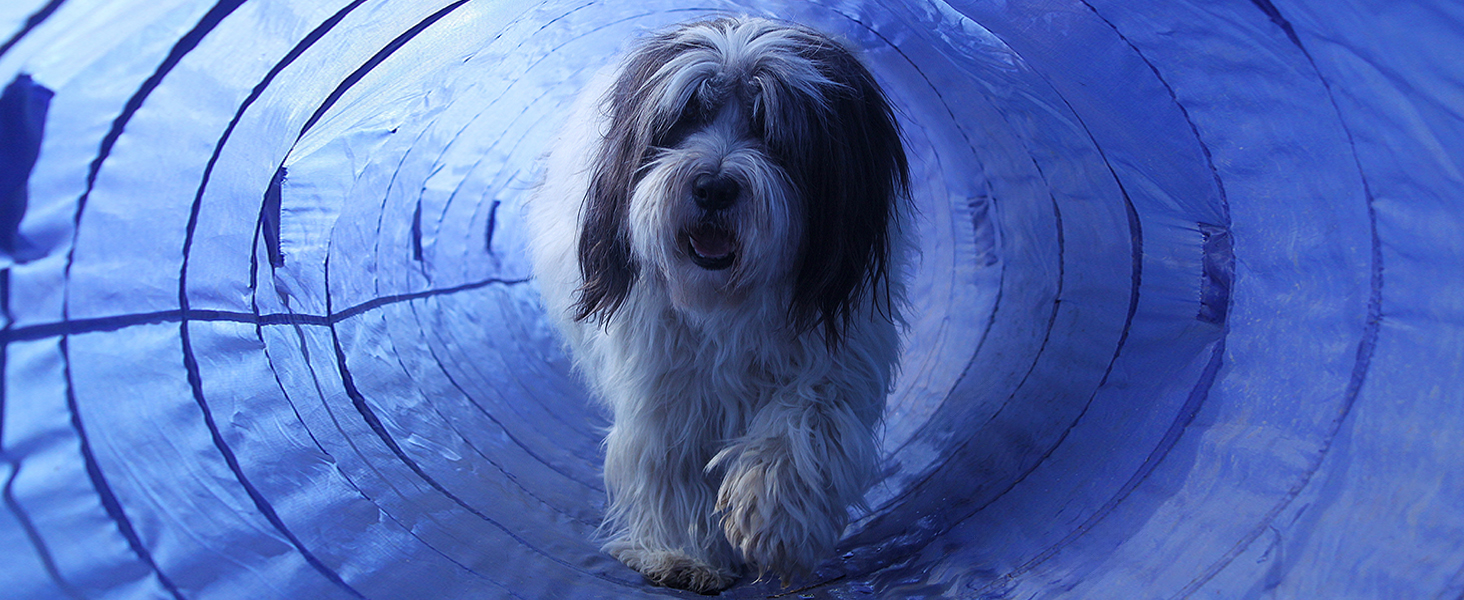 Набір для аджиліті NATIV LEMODO для собак | Тренування собак з бар'єрами та стрибковим кільцем | Легкий у транспортуванні аксесуар для аджиліті | Початковий набір у собачий спорт (з тунелем)