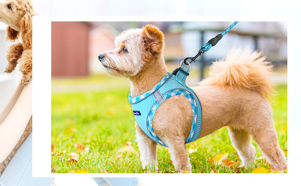 Нашийник та поводок для собак Haapaw, без натягу, регульований, світловідбиваючий, Step-in, для цуценят та маленьких собак, з м'якою підкладкою, блакитний, розмір M (обхват грудей 38.1-45.7 см, вага 4.5-6.8 кг)