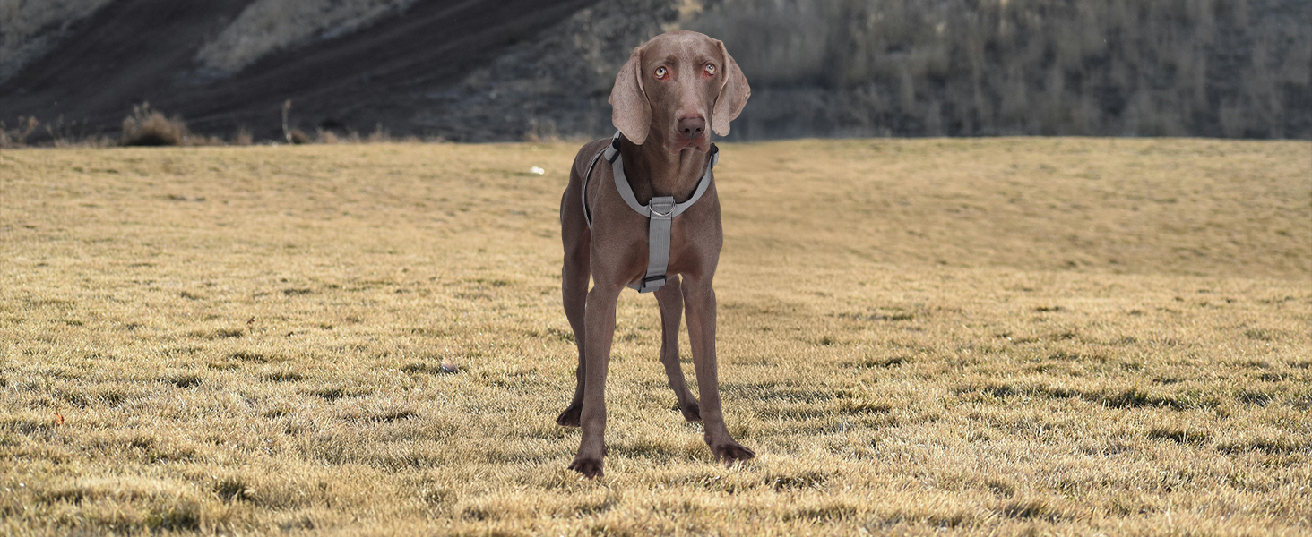 Шлейка для собак FEimaX для великих собак, тактична, не тягне, дихаюча, комфортна, сіра, міцна