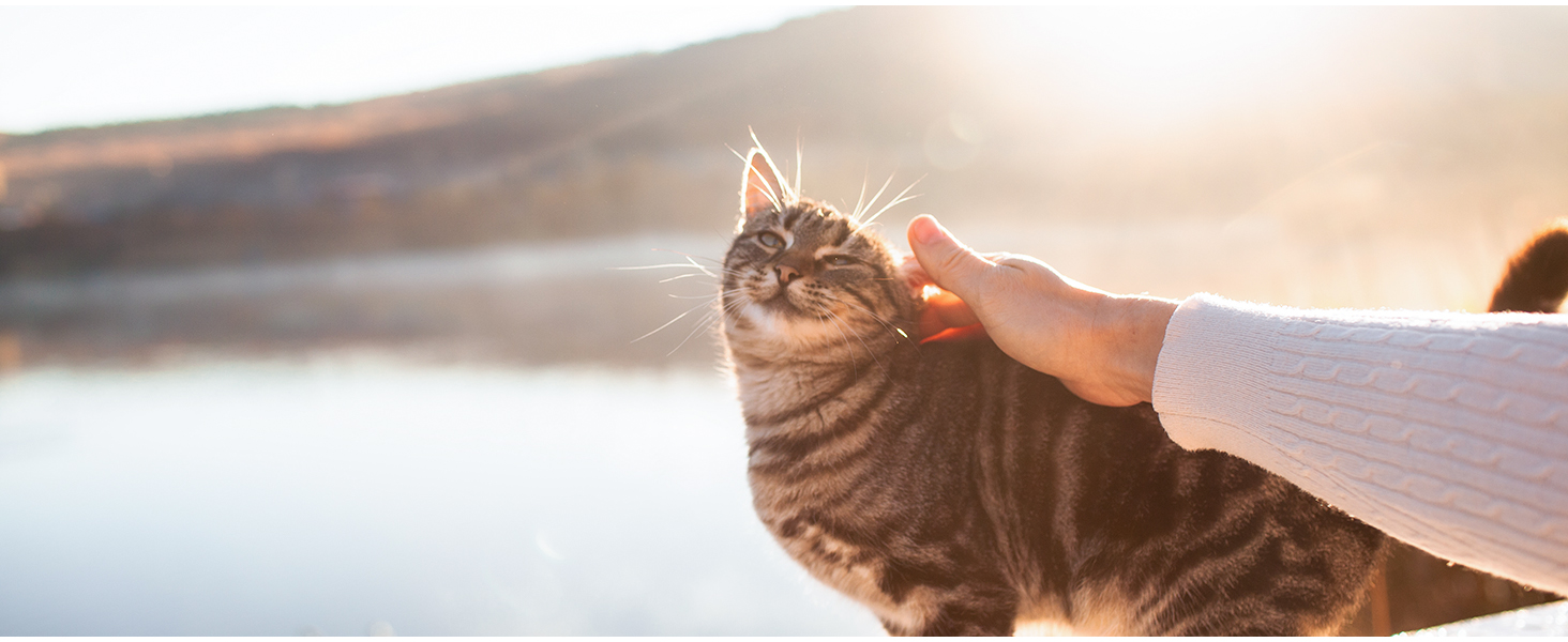 Транспортна переноска для котів та цуценят Morpilot до 5 кг з роликами та trolley, сіра