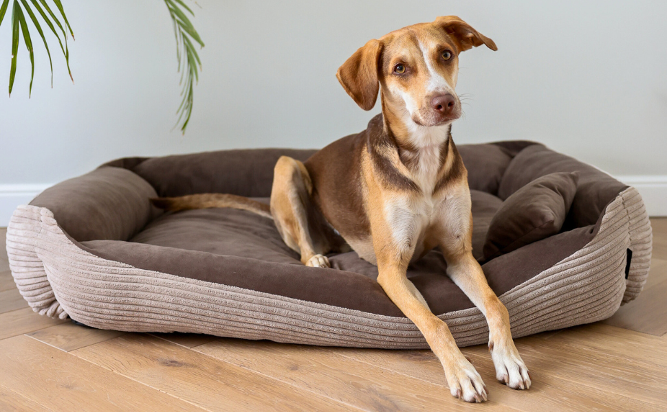 М'яке ліжко для собак 4L Textil Molly, корзина для собак, подушка для собак та котів, корзинка для собак, мохет (60x40 см, зелений)