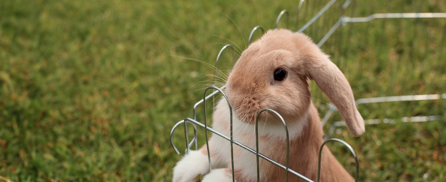 Вольєр для кроликів Lionto, 59x58 см, з металу, розширюваний, з захисним сітком та дверима з замком, для тримання на вулиці, 8 елементів