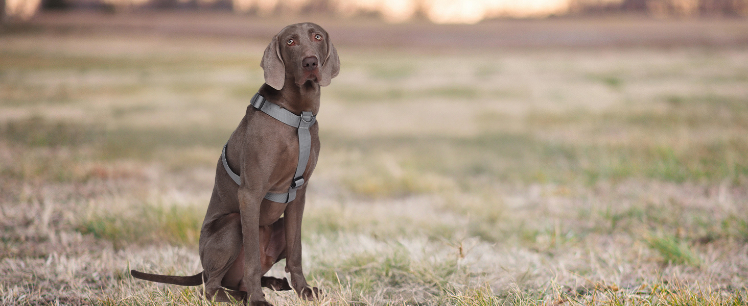Шлейка для собак FEimaX для великих собак, тактична, не тягне, дихаюча, комфортна, сіра, міцна