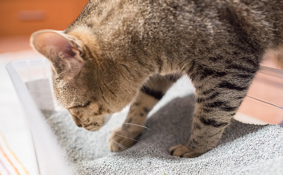 Декоративна подушка Croci Revenant Border сірого кольору, 80x60x11 см