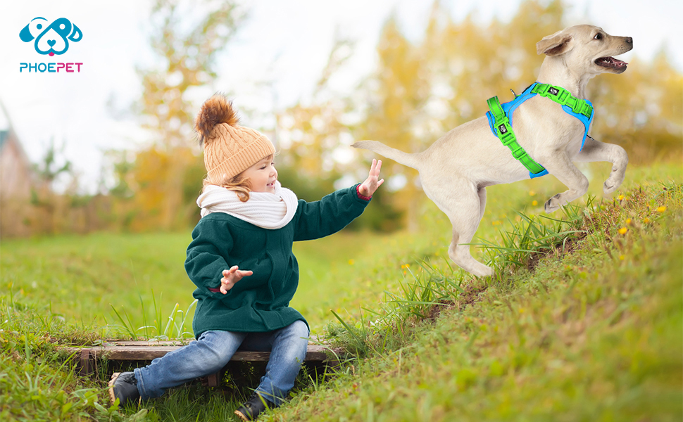 Шлейка для собак PHOEPET без натягу, світловідбиваюча, регульована, з ручкою для тренувань + 2 гачки для повірця + 3 застібки-клипси + 4 ковзні пряжки (XL, Синя база та Зелені ремінці)