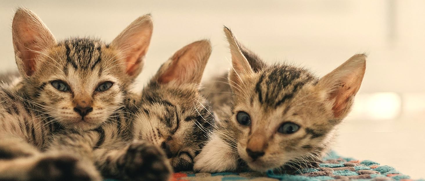 Кігтеточка для котів TWDEPART з ігровим центром, 95 см, сіра