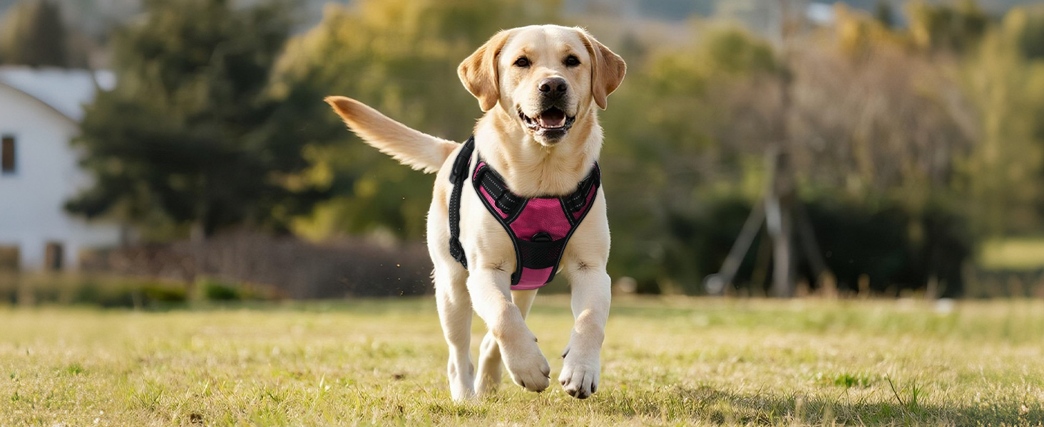 Світловідбиваючий нашийник для собак Joytale з LED, для середніх собак, не тягне, з ручкою, регульований, для нічних прогулянок, рожевий, розмір M (1 шт.)