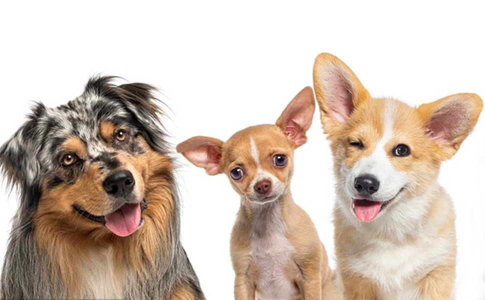 Набір з 4 мисок для собак з нержавіючої сталі, неслизькі миски для корму та води, підходять для собак маленьких, середніх та великих порід