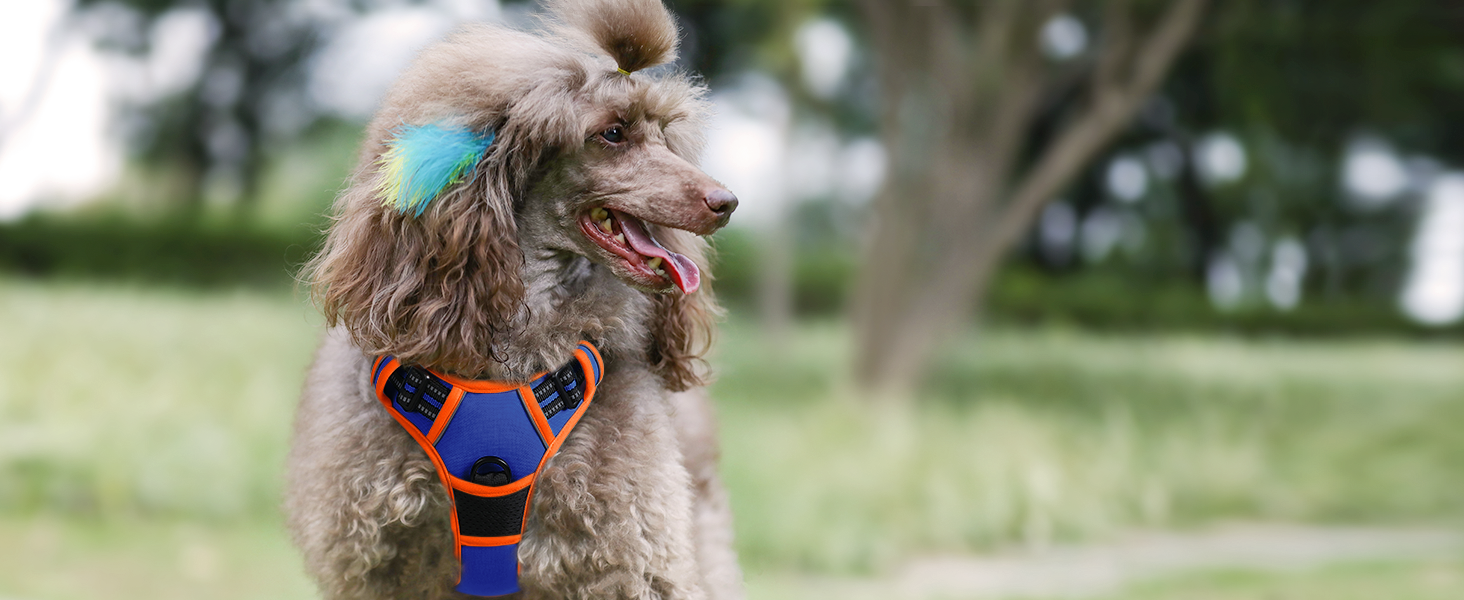 Нашийник для собак Rabbitgoo середнього розміру, анти-тяга, регульований, для великих собак, дихаючий, з світловідбиваючими смугами, безпечне керування, L (Синій+Помаранчевий, XS (1 шт.))