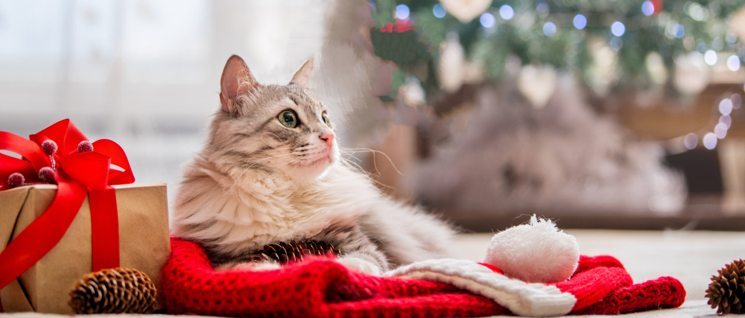 Бурштук для котів з парою 4-в-1: видалення шерсті, миття, догляд. Підходить для котів та собак (білий)