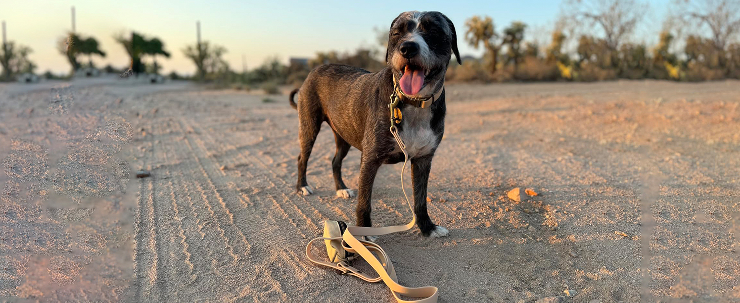 Набір повідка та нашийника для собак Wisedog: регульований, міцний, для собак маленьких, середніх та великих порід. У комплекті тримач для відходів (M, оливковий). Розмір: M (нашийник: 30-45 см; поводок: 1,5 м), колір: зелений