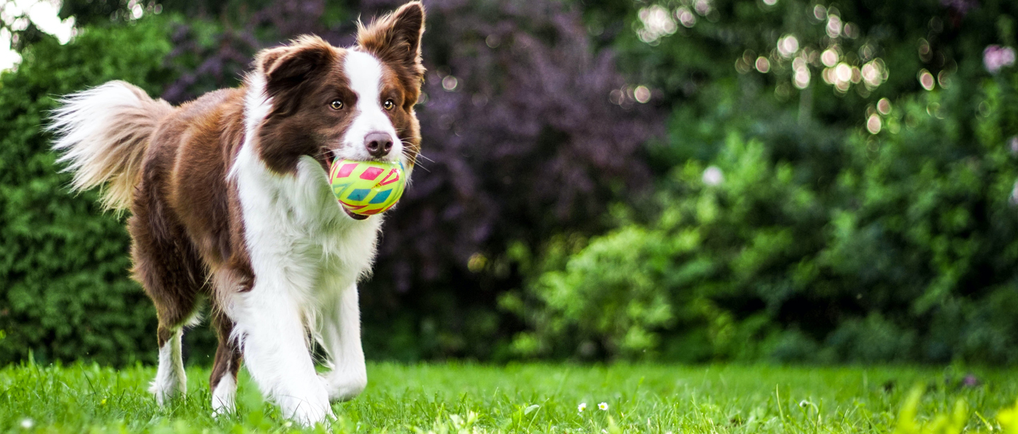 Нашийник для собак No-Pull, для малих та середніх порід - м'який, дихаючий, регульований, світловідбиваючий, анти-тяга з м'яким ручним захопленням, світло-зелений