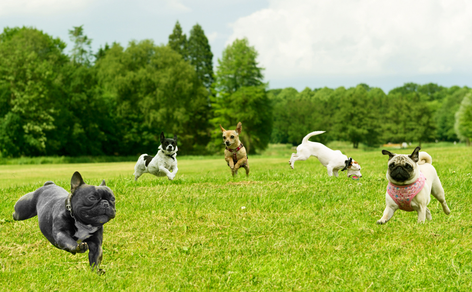 Візок для собак Wedyvko до 20 кг, 4 колеса, складний, для маленьких та середніх собак та котів, з кошиком для зберігання та тримачем для напоїв (сірий)