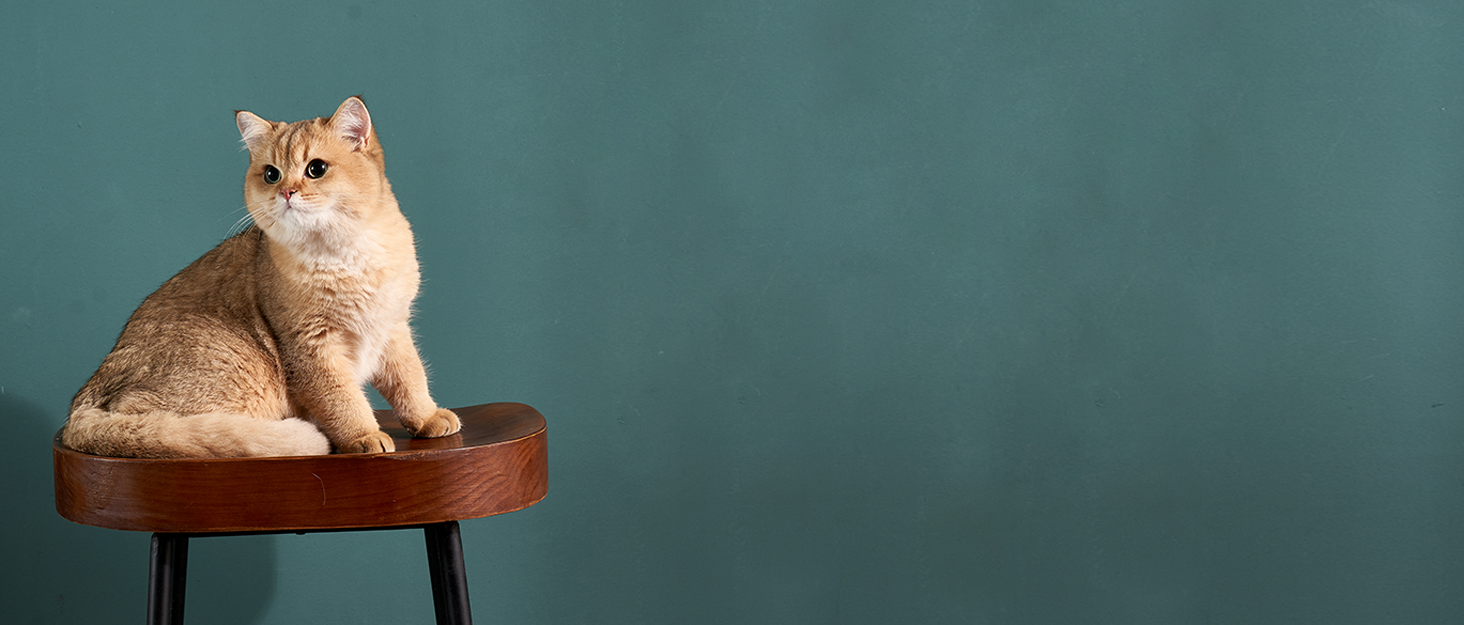 Будка для собак Outdoor 120x120x100 см, водонепроникна, сітка, сірий колір