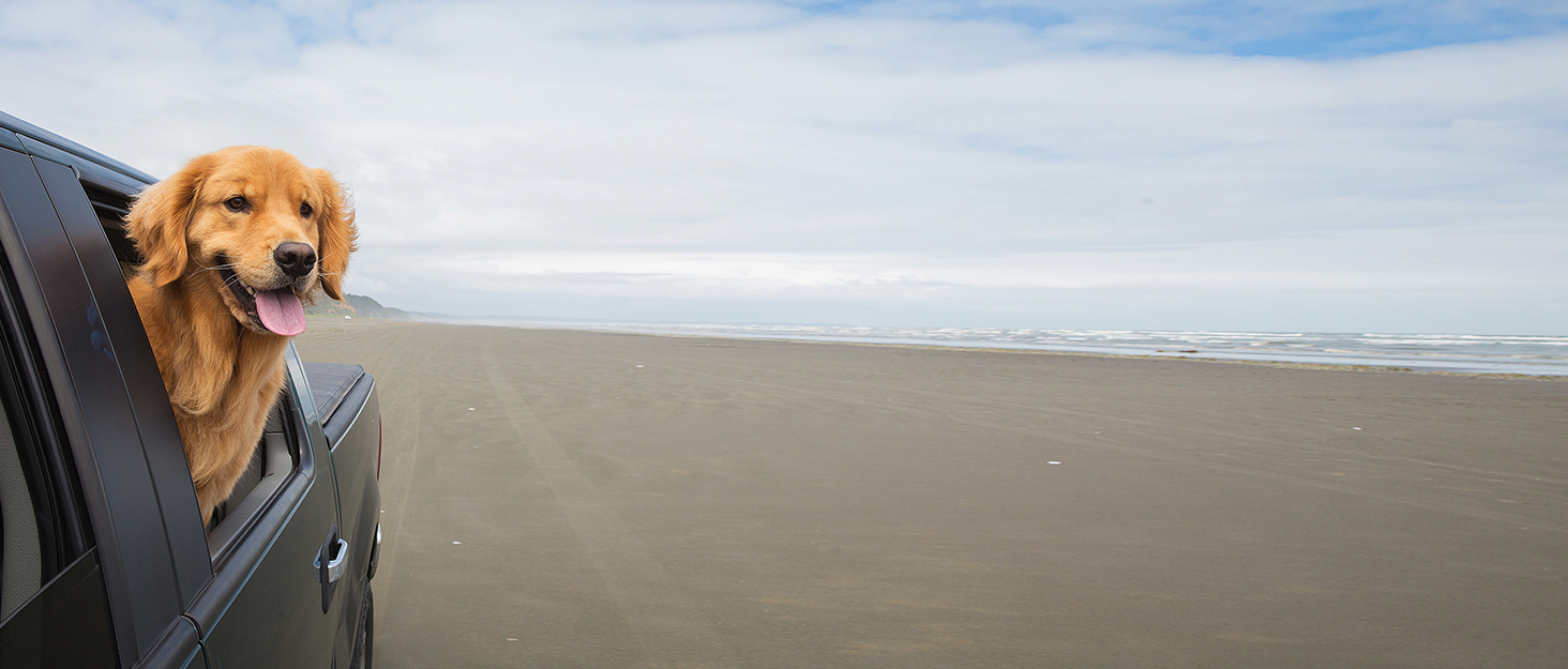 Автокрісло для собак Todeco: великі та середні породи, миється, знімається, з ременями безпеки, кишені, водовідштовхувальне, сіре