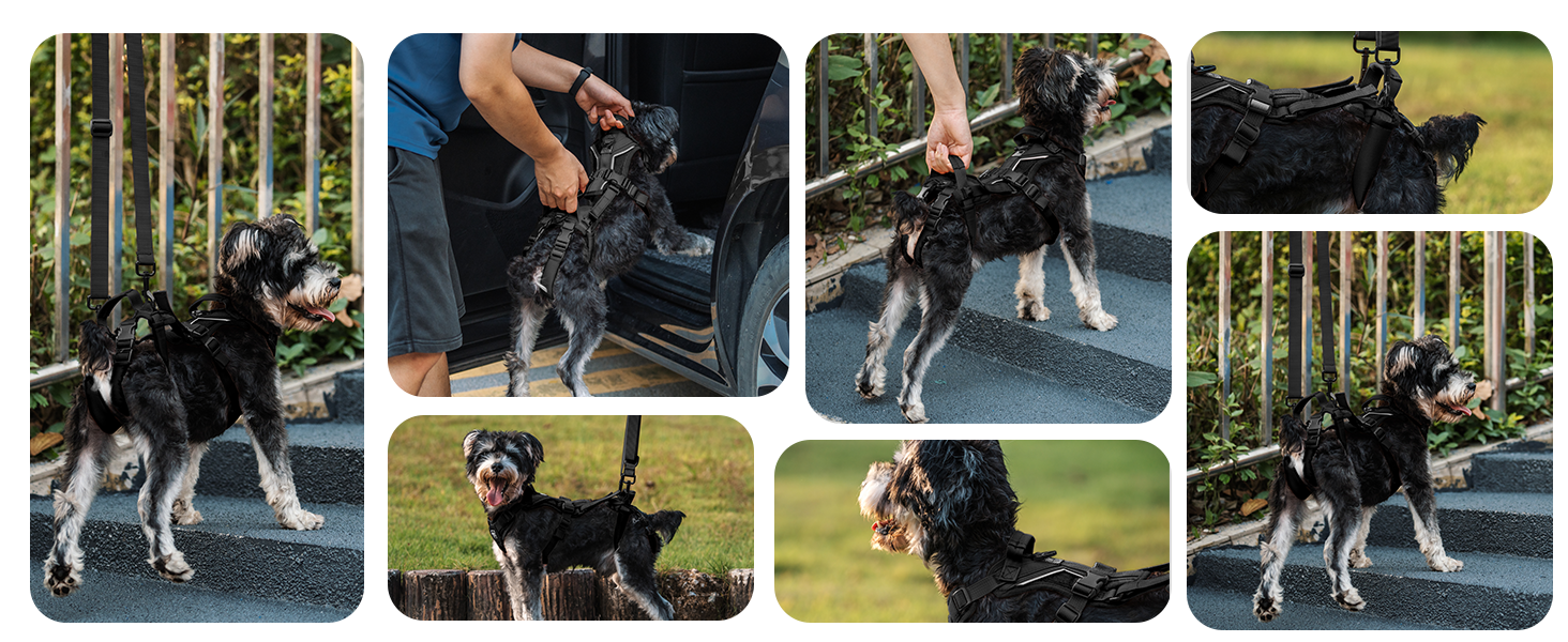 Шлейка для собак OneTigris Hopper для підтримки та реабілітації, чорна, XS (3-5 кг)