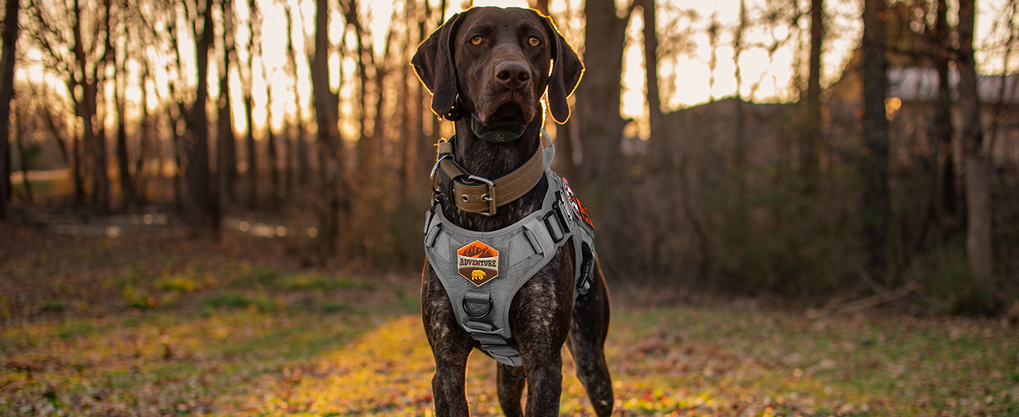Шлейка для собак Rabbitgoo для великих собак без натягу, тактична, з MOLLE, металеві пряжки, дихаюча, військова, регульована, з підкладкою, L (1 шт., сіра)