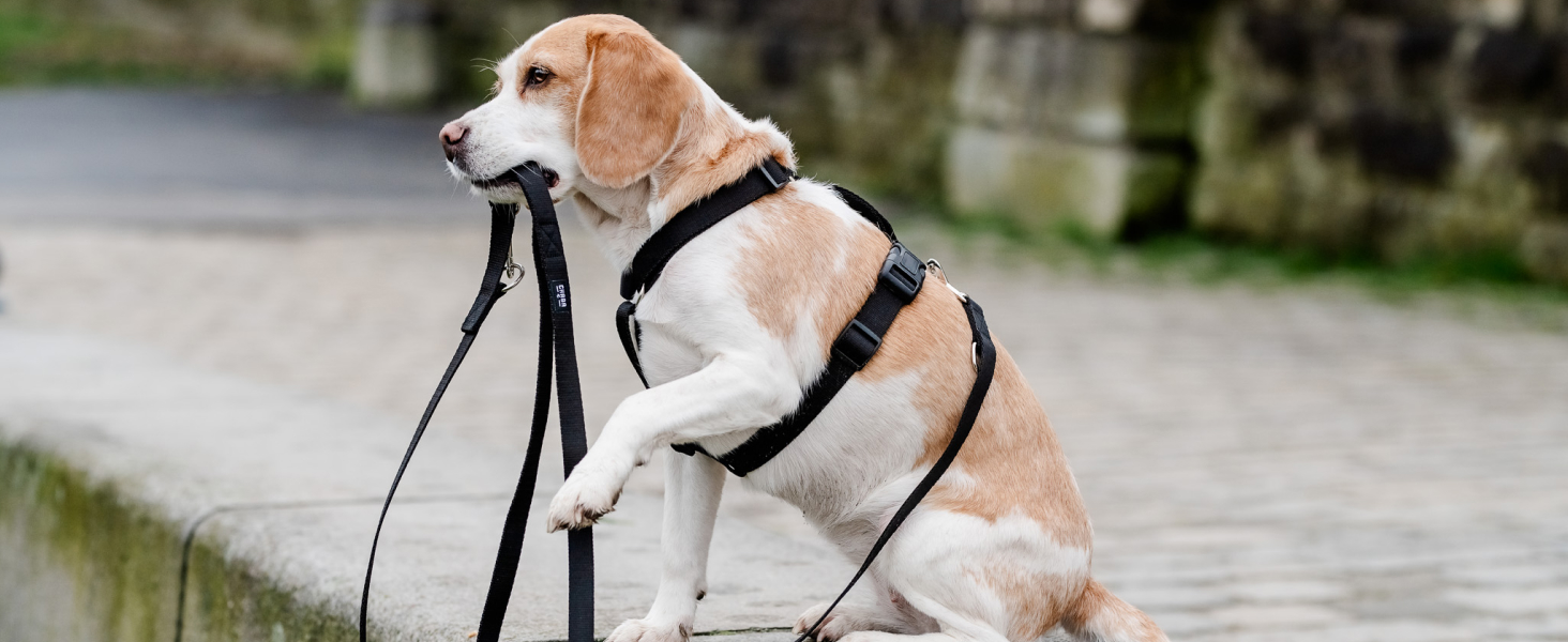 Шлейка для собак Chaba Guard середнього розміру, контрольована, протисмикова, регульована, комфортна та легка, класична Step-in, для прогулянок, розмір L, колір Морський