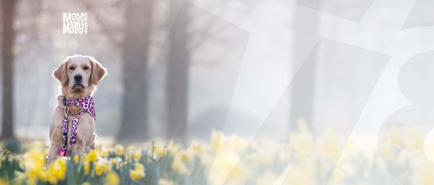 Нашийник для собак Max & Molly з інтелектуальним ID-брелоком Gotcha! Matrix 2.0, чорний, розмір M, з підкладкою та світловідбиваючими елементами