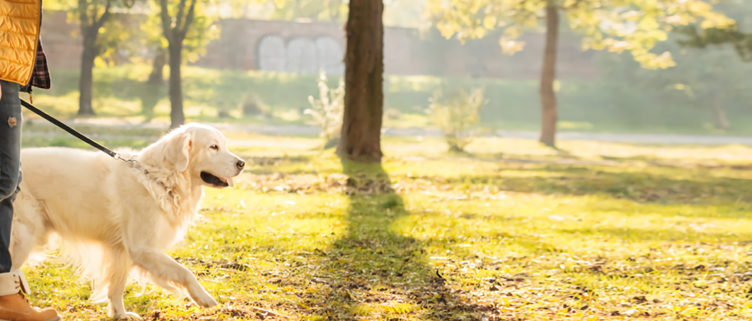 Світловідбиваючий нашийник для Apple AirTag для собак, регульований, водонепроникний, чорний, L (37.5-51.5 см)