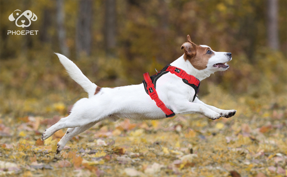 Шлейка для собак PHOEPET Anti-Zug з відбиваючими елементами, регульована, для цуценят та собак різних розмірів (S, чорна база & червоні ремінці)