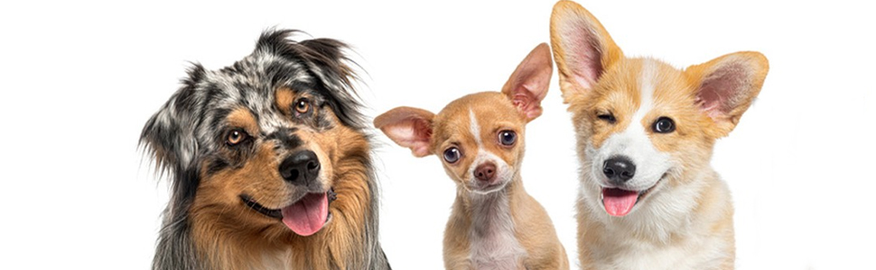 Набори мисок для собак з нержавіючої сталі (4 шт.) з антиковзким дном, для корму та води, підходять для собак маленьких, середніх та великих порід. Миски для собак з нержавіючої сталі, об'єм 900 мл.