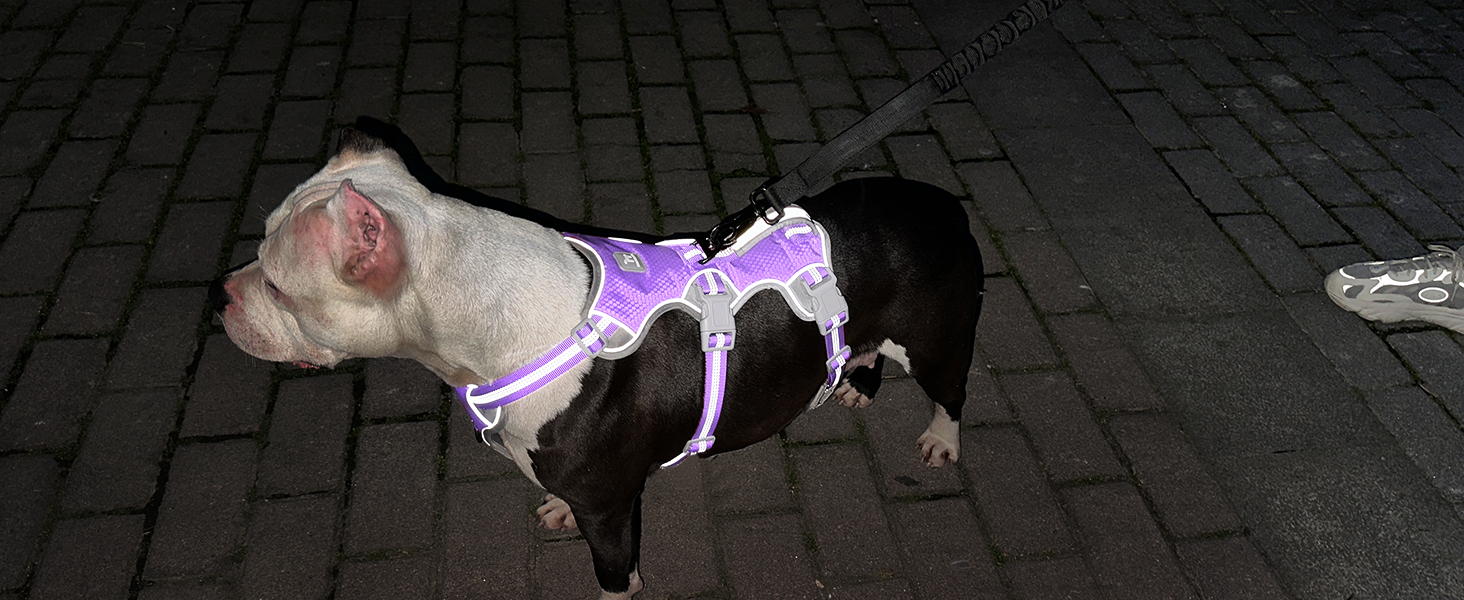 Нашийник для собак Huntboo, великих порід, анти-вислизання, світловідбиваючий, водонепроникний, регульований, для прогулянок та бігу (L, фіолетовий лаванда)