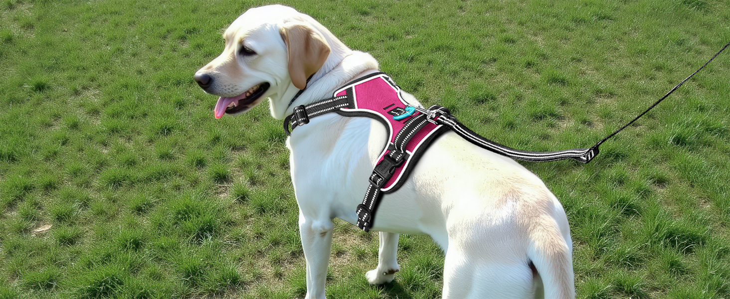 Шлейка для собак HEELE з регулюванням натягу, світловідбиваючі елементи, м'яка ручка, контроль, 2 металеві кільця, для малих, середніх та великих собак, Aree, Зелений, C-Aree Grün (XS, Uni-Pink)