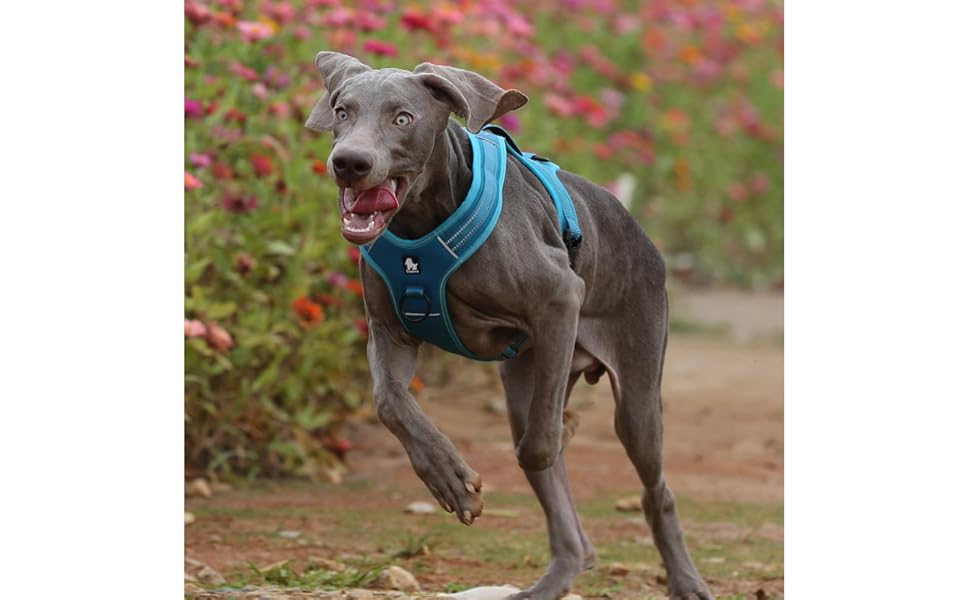 Шлейка для собак Truelove TLH5551 з ручкою, м'яка, з відбиваючим матеріалом, XS, помаранчевий