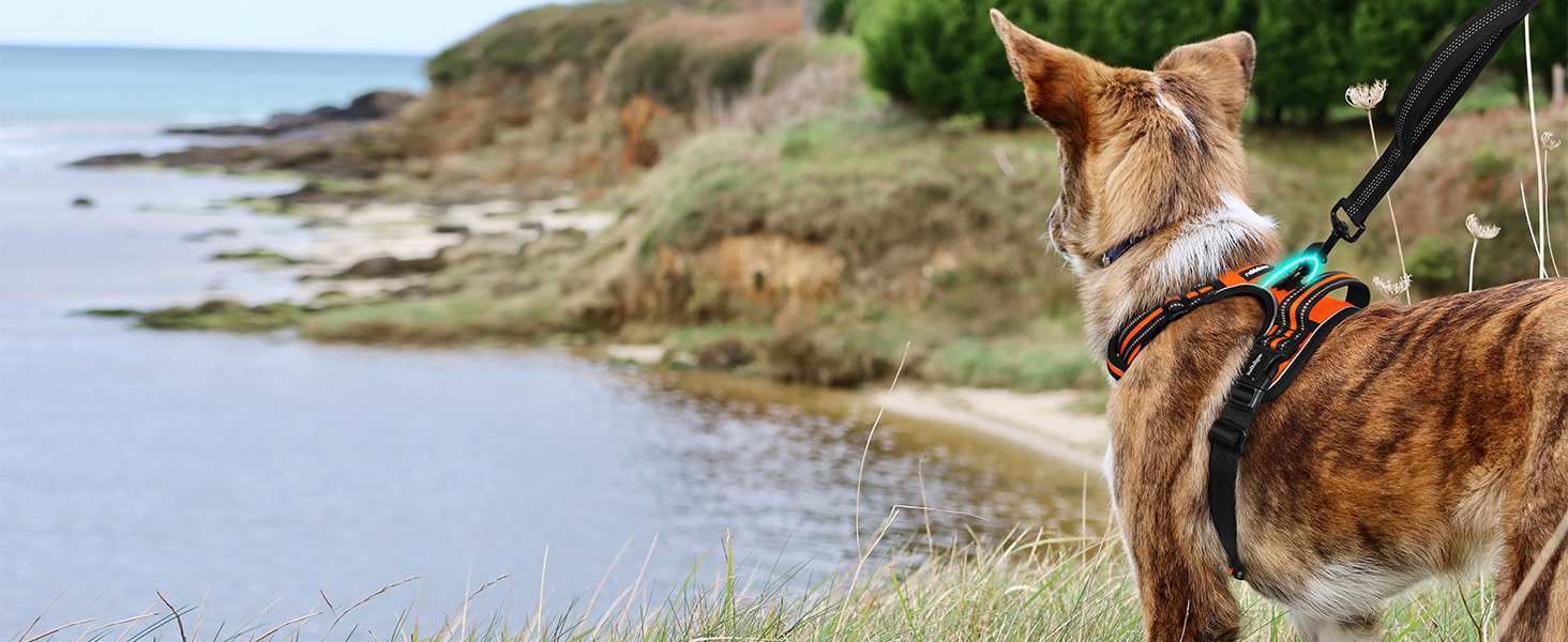 Нашийник для собак Rabbitgoo великих порід, регульований, анти-тяга, з ручкою, м'який, світловідбиваючий, помаранчевий, L (1 шт.)