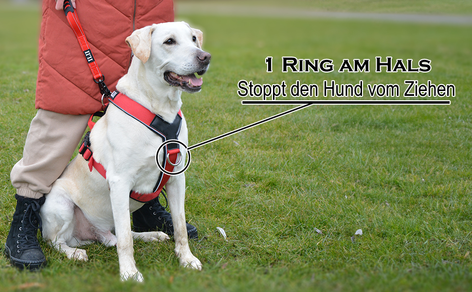 Нашийник для собак ILII Y - міцний, елегантний та комфортний. Унікальний дизайн для середніх та великих собак. Чорний, мінімальне покриття