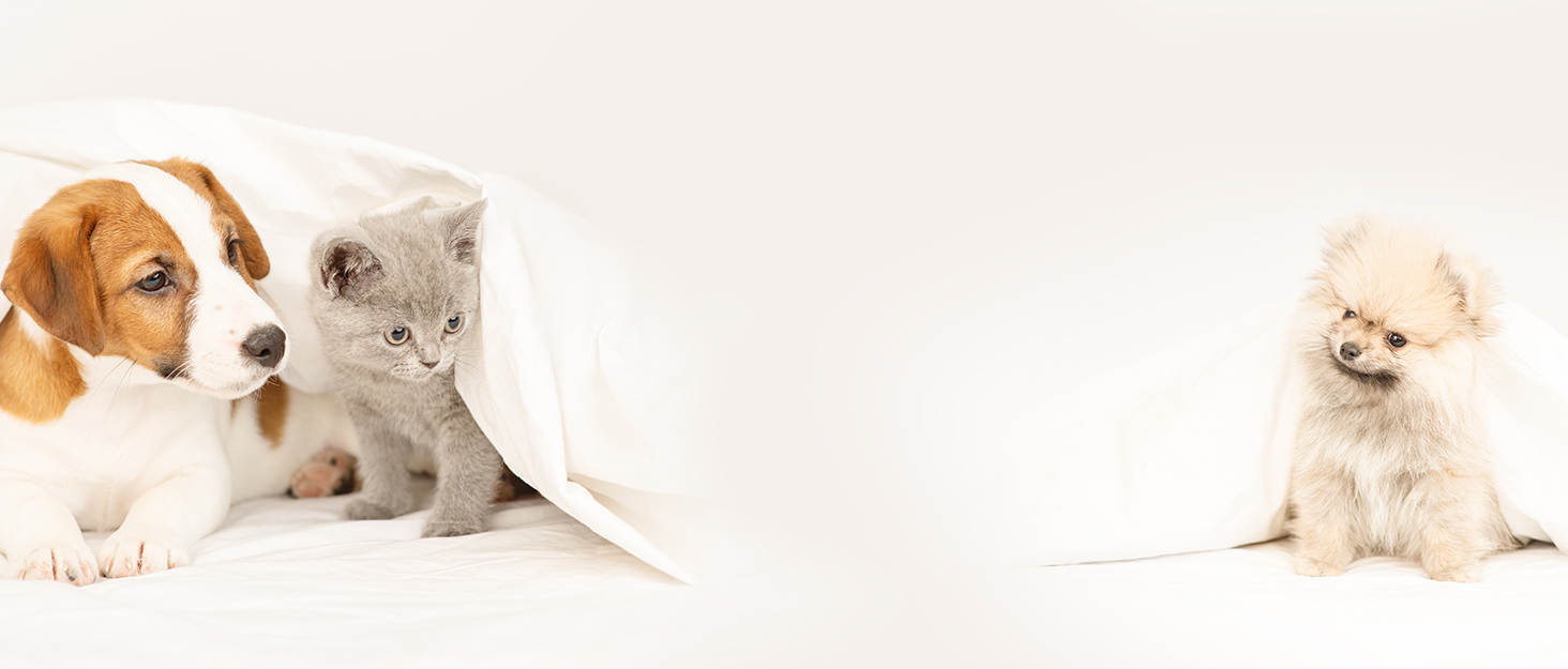 Машинка для стрижки собак Leise, 4 в 1: стрижка тіла, обличчя, вух, подушечок лап. Ідеально для собак та котів.