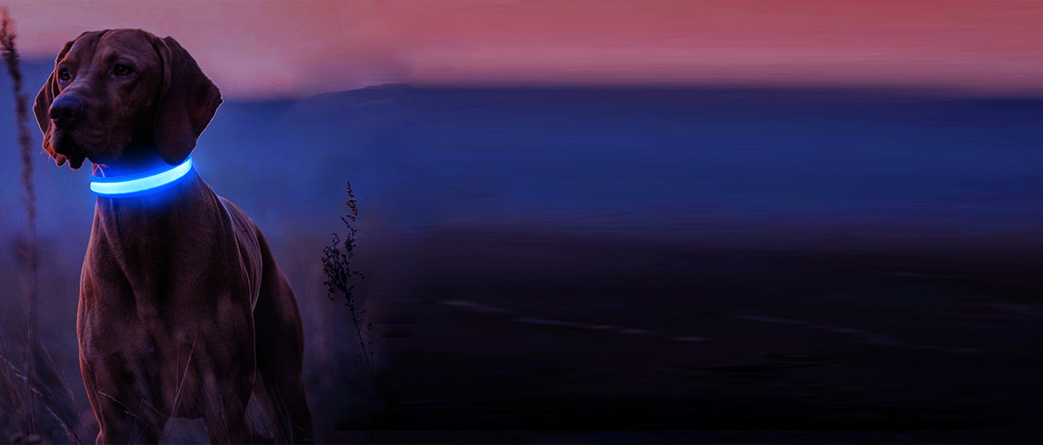Світлодіодна нашийникова стрічка для собак Masbrill: водонепроникна, з 3 режимами світіння, регульована, для малих, середніх та великих собак, фіолетовий - S