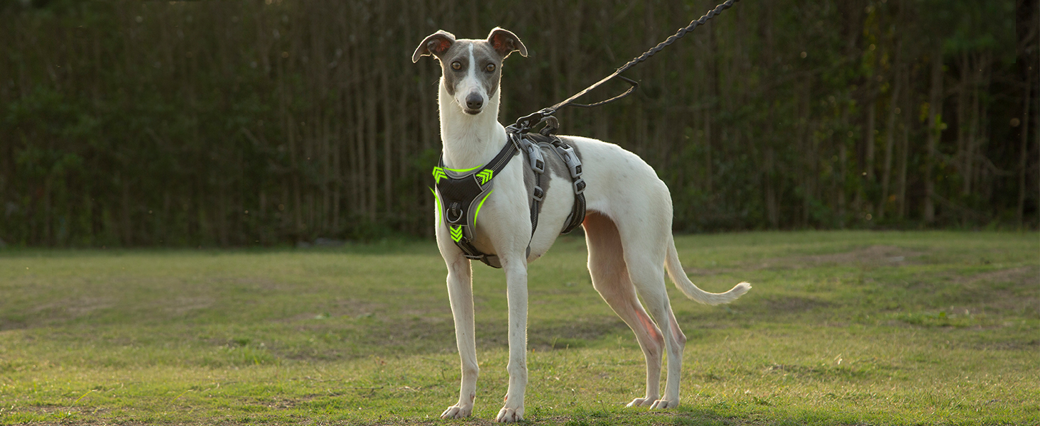 Нашийник для собак Huntboo, великі породи, анти-злам, світловідбиваючий, водонепроникний, регульований, для прогулянок та бігу (Чорний, L, упаковка з 1)