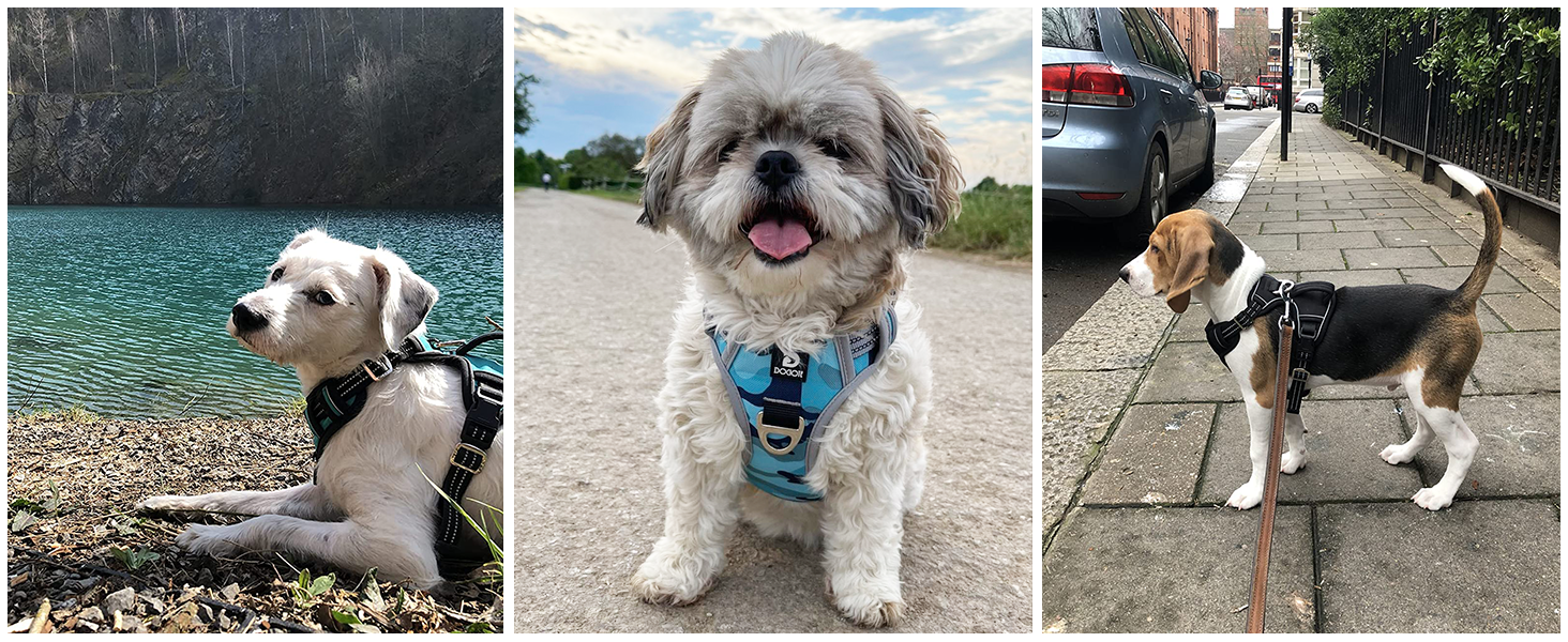 Нашийник для собак великих порід, антинатяг, світловідбиваючий, дихаючий, зручний, безпечний, м'який, зелений, XL, упаковка 1 шт.