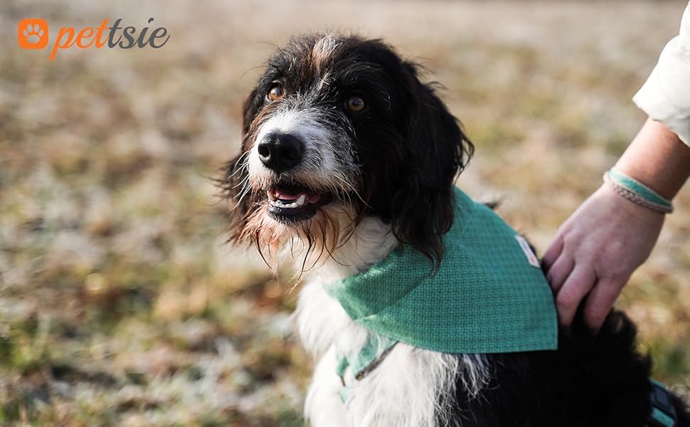 Нашийник для собак Pettsie з банданою та браслетом дружби, регульовані розміри S, M, L, знімний бандана, приваблива упаковка, для власників собак, зелений, L 45,7-66 см