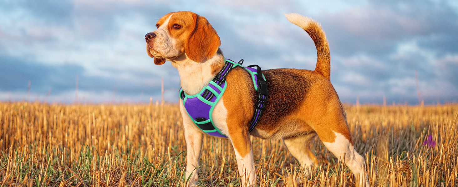 Шлейка для собак великих порід Eagloo, анти-тяга, з відбиваючими смугами, регульована, для Лабрадора, L (1 шт, м'ятно-зелений & фіолетовий)