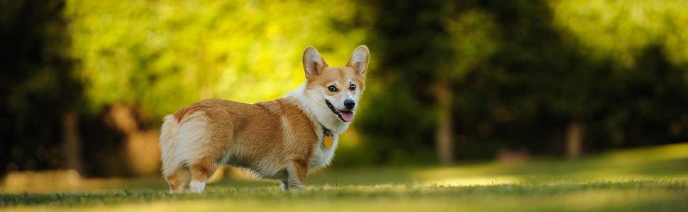 Будка для собак Relaxdays, 58 x 86 x 58 см, дерев'яна, вологостійка, для вулиці, натуральний колір/чорний