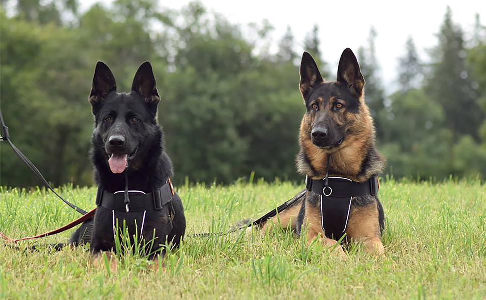 Нашийник для собак Dingo Gear, ручної роботи, міцний шнур, 2 обмежувачі, водонепроникний, для K9-тренувань, IGP, агітація, перехоплення, слухняність, чорний, L (S04049)