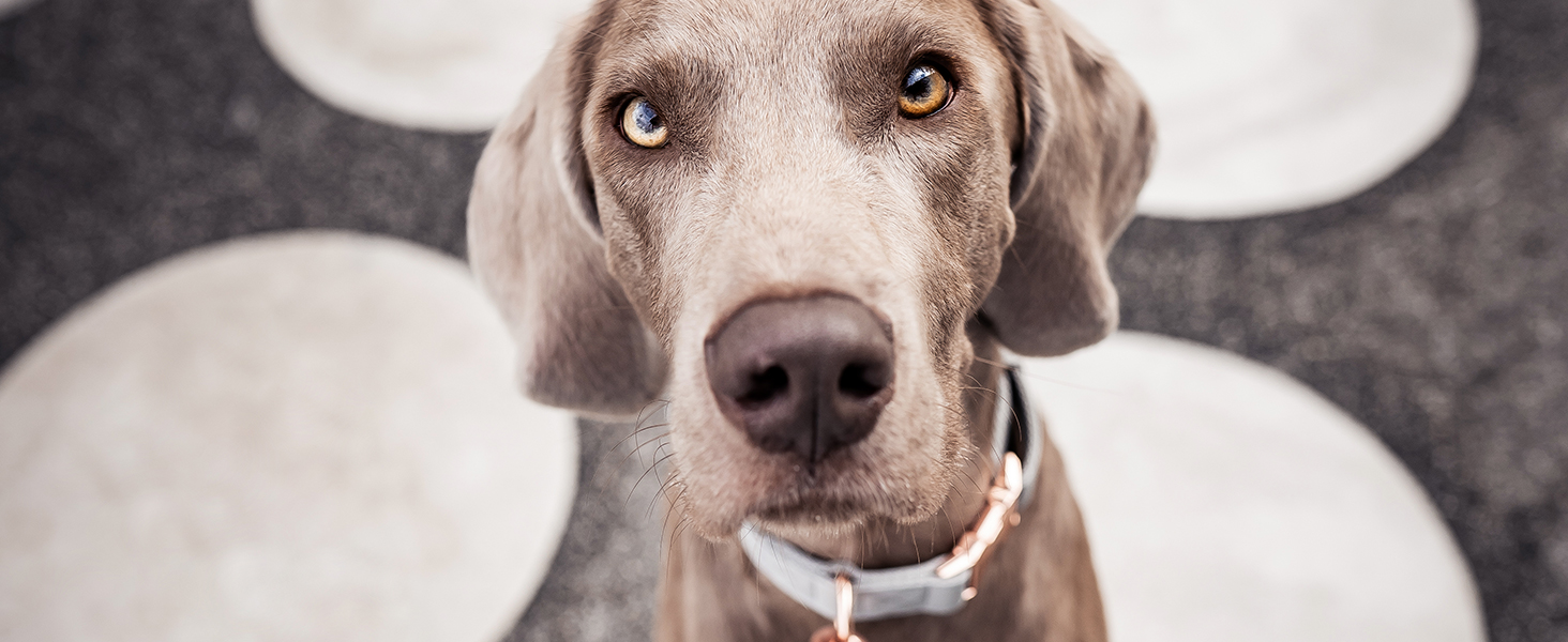 Нашийник для собак Freudentier з веганської шкіри, подарунковий мішечок, м'який, регульований та міцний. Підходить для собак середніх та великих порід, обхват шиї 34-49 см, ширина 2 см.