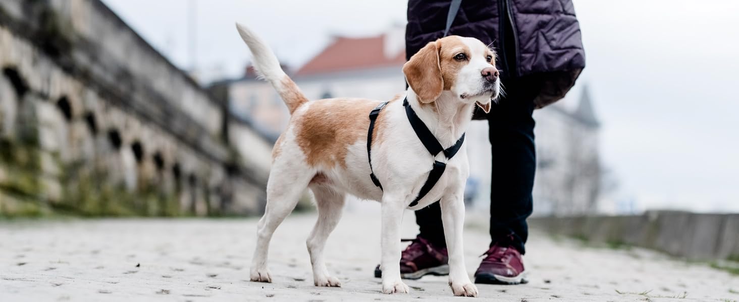 Шлейка для собак Chaba Guard середнього розміру, контрольована, протисмикова, регульована, комфортна та легка, класична Step-in, для прогулянок, розмір L, колір Морський