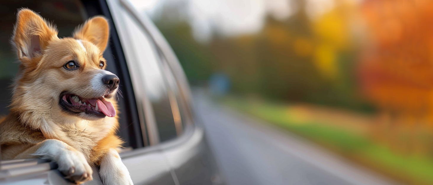 Захисний чохол на заднє сидіння авто для собак, чорний, 155x72 см (для позашляховиків/вантажів)